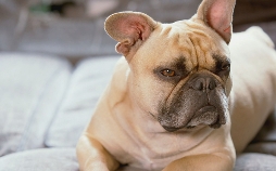 Die Super-Hunde-Nanny - Lehrerin für schwierige Felle