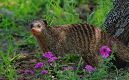 Das Waisenhaus für wilde Tiere