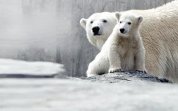 Eisbär, Affe & Co.