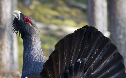 Wildnis Europa