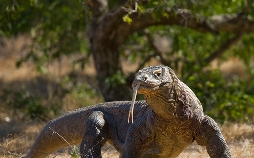 Asiens wilde Überlebenskünstler