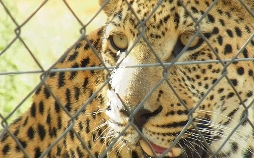 Das Waisenhaus für wilde Tiere