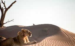 Die Wüstenlöwen der Namib - Auf den Spuren der Könige