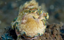 Into the Blue – Indonesiens Unterwasserparadiese