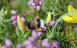 Die Natur und ihr Netzwerk der Wohltäter