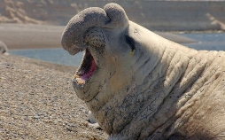 Die Sprache der Tiere