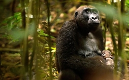 Gorillas hautnah