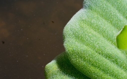 Unser grüner Planet