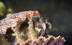 Asiens wilde Überlebenskünstler