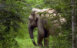 Thailand, im Dschungel der Sinne