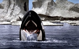 Orca, der Killerwal