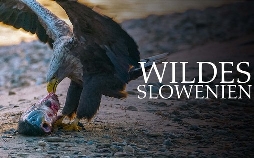 Wildes Slowenien