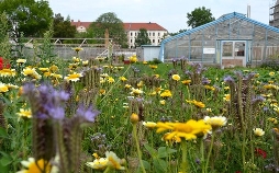 Grüne Oase in Leipzig - Der Gemeinschaftsgarten Annalinde