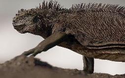 Drachenrätsel – Die verschwundenen Meeresechsen von Galapagos