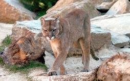 Seehund, Puma & Co.