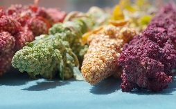 Quinoa – Genuss mit Beigeschmack