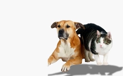 Tiere suchen ein Zuhause