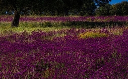 Wildes Spanien