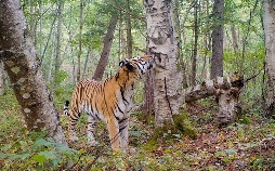 Sibirischer Tiger - Seele der russischen Wildnis
