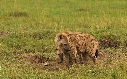 Hyänen - Die Königinnen der Masai Mara