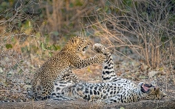 Olimba, Königin der Leoparden