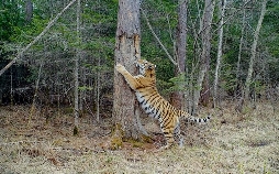 Sibirischer Tiger - Seele der russischen Wildnis