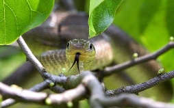 Im Reich von Kreuzotter & Co. - Österreichs Schlangen hautnah