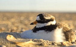 Die Ostfriesischen Inseln - Geboren aus Sand