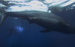 The Reef - Schwimm um dein Leben