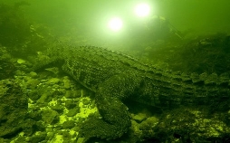 Okavango: Auf Tauchgang mit den Krokodilen