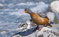 Phänomenale Natur