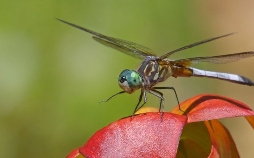 Insekten - Die heimlichen Herrscher