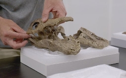 Asteroid – Der Dino-Killer aus dem All