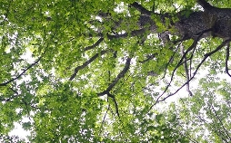 Pakt mit der Natur