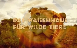 Das Waisenhaus für wilde Tiere