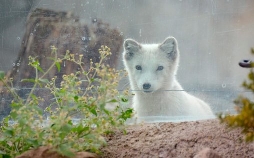 Seehund, Puma & Co.