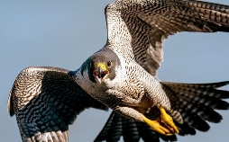 Vögel