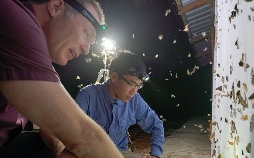 Insekten - Die heimlichen Herrscher