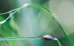 Parasiten packen aus