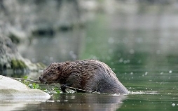 Beachtliche Bauten und ihre wilden Nachbarn