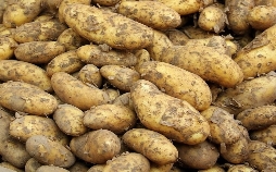 Bauernente, Kraut und Süßkartoffeln