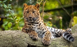 Leopard, Seebär & Co.