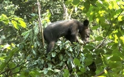 Kragenbären im Tigerwald