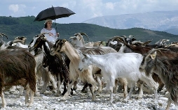 Raue Welten - Wilde Schönheiten
