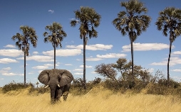 Okawango - Fluss der Träume