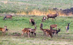 Gehegt und gejagt - Der Hirsch