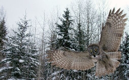 Kanada - Der weite Norden