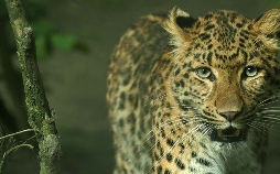 Leopard, Seebär & Co.