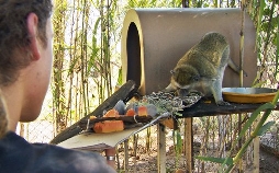 Das Waisenhaus für wilde Tiere