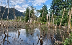 Das Bleistätter Moor - Vom Moor zum Ackerboden zum Moor